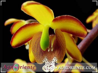 Orqu�deas - Eriopsis biloba